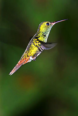 포토 JPG 해외이미지 동물 야생동물 날개 자연 조류 사람없음 야외 초록색 뷰티 환경 미국 다양 중앙아메리카 보호 숲 열대우림 깃털 생태계 생물학 부리 서식지 동물상 무료 벌새 보호구역 생태학 취급주의 코스타리카 해외포토 교육 컬러 다수 컨셉 북아메리카 아메리카 경고 조형물 구역 파일형식 이미지허브