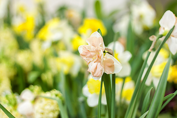 포토 JPG 해외이미지 줄기 잎 근접촬영 사람없음 노란색 봄 수선화 해외포토 식물 계절 꽃 뷰포인트 컬러 파일형식 이미지허브