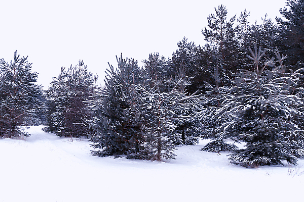 포토 JPG 해외이미지 나무 식물 여행 백그라운드 자연 하늘 사람없음 초록색 파란색 빛 컬러풀 햇빛 태양 뷰티 일출 황혼 새벽 산책 안개 시골 황금 저녁 숲 오솔길 땅 천국 내추럴 방법 밭일 생태학 해외포토 자연요소 교육 길 컬러 날씨 휴식 노을 일몰 야간 생태계 파일형식 이미지허브