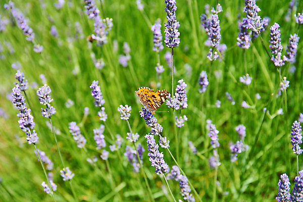 포토 JPG 해외이미지 식물 꽃 유럽 섬 여행 나비 백그라운드 꽃무늬 밭 농업 자연 따뜻함 사람없음 야외 초록색 파란색 뷰티 정원 맑음 보라색 시골 개화 닫기 허브 제비꽃 향기 아로마 향 크로아티아 아로마테라피 라벤더 내추럴 해외포토 나라 산업 컬러 곤충 무늬 모션 날씨 생태계 냄새 테라피 파일형식 이미지허브