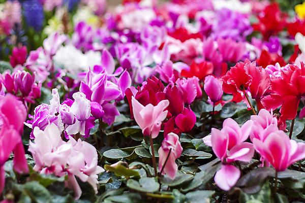 포토 JPG 해외이미지 꽃 분홍색 잎 사람없음 봄 화단 해외포토 식물 계절 컬러 파일형식 이미지허브