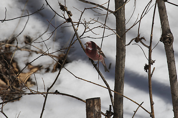 포토 JPG 해외이미지 나무 동물 남자 날개 자연 조류 사람없음 부리 해외포토 식물 사람 생태계 파일형식 이미지허브