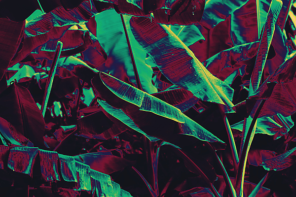 포토 JPG 해외이미지 나무 식물 디자인 백그라운드 컨셉 잎 꽃무늬 패턴 상상 자연 벽지 추상 바나나 손바닥 미술 사람없음 초록색 파란색 빛 컬러풀 환경 정원 어둠 봄 줄무늬 수확 성장 나뭇가지 신선 숲 유기농 질감 네온 내추럴 광 엘리먼트 이국적 해외포토 손 웰빙 계절 꽃 컬러 무늬 농업 과일 문화예술 생태계 파일형식 이미지허브