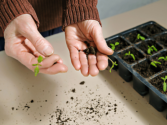 포토 JPG 해외이미지 식물 계절 음식 잎 토마토 채소 자연 주택 건강 관리 씨앗 사람없음 초록색 새싹 정원 흙 봄 성장 신선 업무 캔 작음 컨테이너 유기농 원예 뿌리 내추럴 돌봄 땅바닥 모종 묘목 밭일 온실 세련 해외포토 나무 웰빙 산업 컬러 모션 바닥 취미 건물 작업 크기 생태계 파일형식 이미지허브