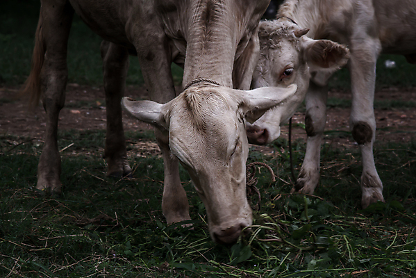 포토 JPG 해외이미지 동물 공원 아시아 야생동물 여행 백그라운드 밭 농업 포유류 아프리카 태국 자연 코끼리 동물원 동양인 사람없음 야외 농장 머리 힘 소고기 흰색 그룹 소 큼 먹기 사파리 호기심 밭일 전국 해외포토 공공시설 감정 나라 산업 컬러 컨셉 모션 육류 인종 신체부위 크기 생태계 파일형식 이미지허브