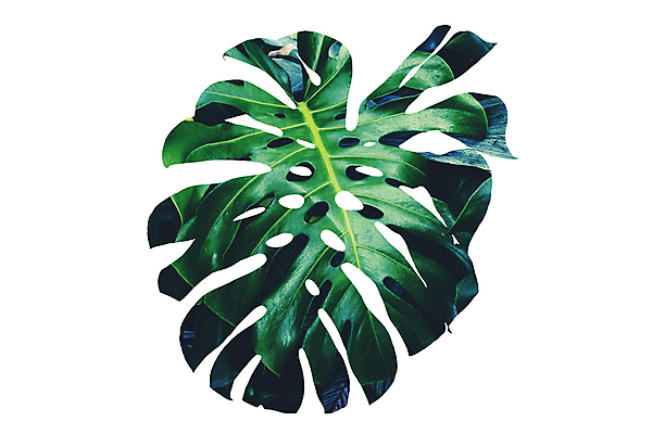 포토 JPG 해외이미지 식물 백그라운드 컨셉 잎 꽃무늬 패턴 자연 사람없음 장식 초록색 여름 환경 정원 흰색 숲 큼 내추럴 고립 생태학 이국적 해외포토 계절 교육 꽃 컬러 무늬 크기 생태계 파일형식 이미지허브