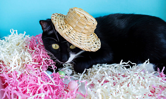 포토 JPG 해외이미지 디자인 응시 행복 백그라운드 컨셉 장난 휴가 부활절 털 사람없음 장식 여름 반려동물 파티 귀여움 검은색 고양이 봄 기쁨 인사 작음 모피 엽서 솜털 보닛 내추럴 조립 캡모자 해외포토 동물 모자_잡화 시선 계절 기념일 감정 컬러 포유류 자동차 이벤트 예절 크기 편지 파일형식 이미지허브