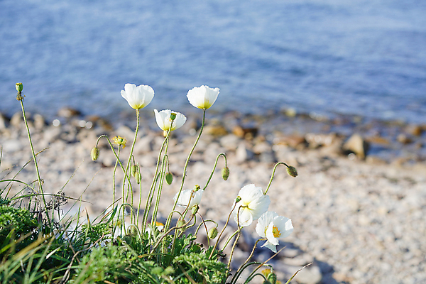 포토 JPG 해외이미지 식물 계절 꽃 바다 자연 사람없음 초록색 햇빛 흰색 개화 양귀비 해외포토 컬러 태양 생태계 파일형식 이미지허브