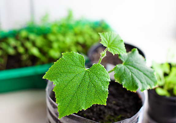 포토 JPG 해외이미지 식물 화초 잎 오이 사람없음 흙 원예 모종 해외포토 채소 취미 파일형식 이미지허브