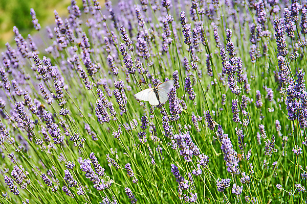포토 JPG 해외이미지 식물 꽃 유럽 섬 여행 나비 백그라운드 꽃무늬 밭 농업 자연 따뜻함 사람없음 야외 초록색 여름 파란색 뷰티 정원 맑음 보라색 시골 개화 닫기 허브 제비꽃 향기 아로마 향 크로아티아 아로마테라피 라벤더 내추럴 해외포토 계절 나라 산업 컬러 곤충 무늬 모션 날씨 생태계 냄새 테라피 파일형식 이미지허브