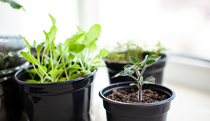 포토 JPG 해외이미지 식물 잎 토마토 사람없음 흙 원예 모종 해외포토 채소 취미 파일형식 이미지허브