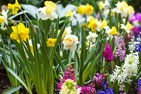 포토 JPG 해외이미지 줄기 잎 사람없음 컬러풀 흙 봄 화단 수선화 히아신스 해외포토 식물 계절 꽃 컬러 파일형식 이미지허브