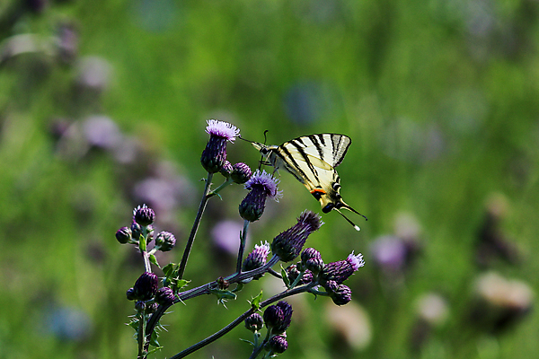 포토 JPG 해외이미지 식물 동물 꽃 나비 곤충 백그라운드 자연 사람없음 야외 초록색 여름 파란색 정원 보라색 벚꽃 개화 선택 소프트포커스 꼬리 보케 꿀 엉겅퀴 제비 동물상 해외포토 계절 컬러 컨셉 조류 촬영기법 조형물 생태계 파일형식 이미지허브