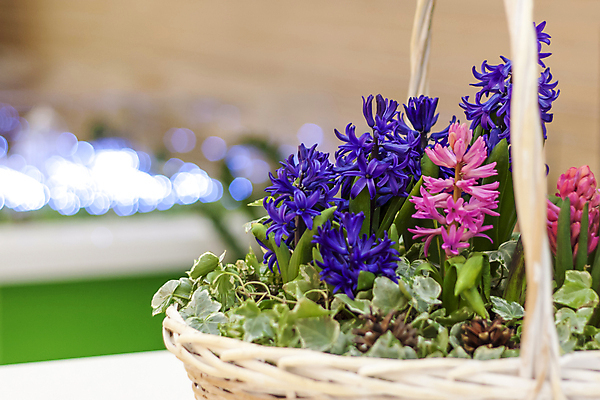 포토 JPG 해외이미지 꽃 분홍색 잎 사람없음 파란색 보케 히아신스 라탄바구니 해외포토 식물 컬러 바구니 파일형식 이미지허브