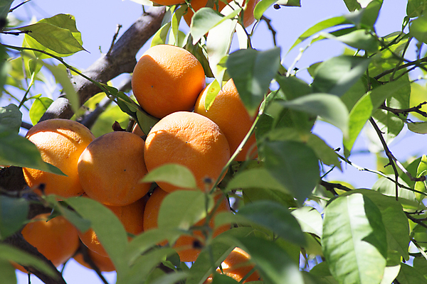 포토 JPG 해외이미지 주간 농업 귤 사람없음 야외 소프트포커스 귤나무 해외포토 자연요소 나무 산업 과일 촬영기법 파일형식 이미지허브