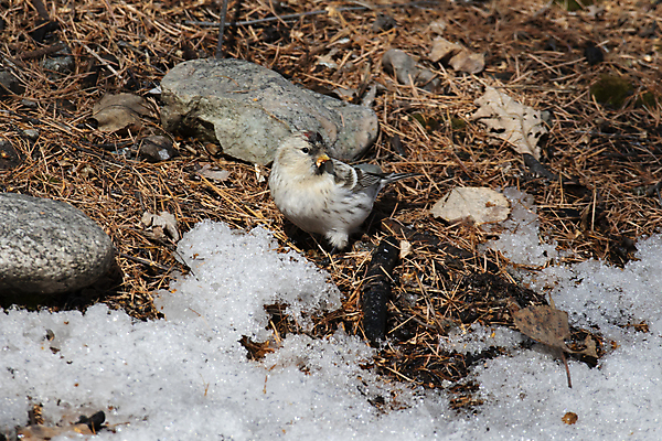 포토 JPG 해외이미지 나무 동물 남자 날개 자연 조류 사람없음 부리 해외포토 식물 사람 생태계 파일형식 이미지허브