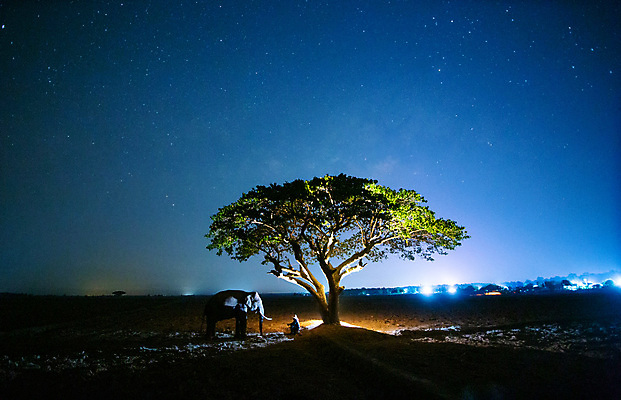 포토 JPG 해외이미지 나무 동물 전통 라이프스타일 실루엣 아시아 종교 문화 야생동물 여행 밭 농업 포유류 태국 자연 아침 코끼리 그림자 한명 사람 동양인 풍경 여름 농장 마을 일출 환경 일몰 시골 농부 숲 신성 상아 북쪽 전국 해외포토 주간 식물 직업 1 계절 나라 산업 촬영기법 인종 생활 노을 방향 생태계 파일형식 이미지허브