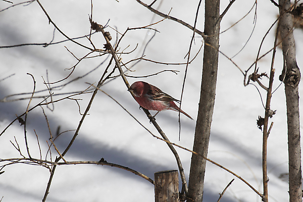 포토 JPG 해외이미지 나무 동물 남자 날개 자연 조류 사람없음 부리 해외포토 식물 사람 생태계 파일형식 이미지허브