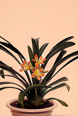 포토 JPG 해외이미지 식물 꽃잎 꽃 화분 줄기 분홍색 백그라운드 잎 자연 휴가 실내 사람없음 내부 장식 가로 초록색 컬러풀 뷰티 환경 봄 성장 흰색 개화 냄비 원예 내추럴 고립 온실 해외포토 계절 컬러 취미 솥 생태계 파일형식 이미지허브