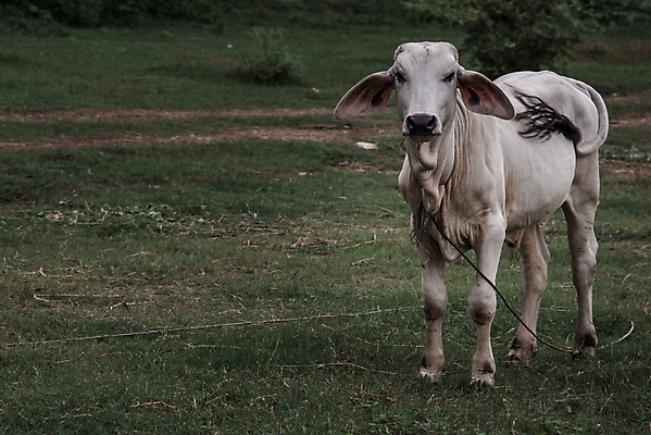 포토 JPG 해외이미지 동물 백그라운드 밭 농업 포유류 자연 하늘 풍경 사람없음 야외 초록색 여름 농장 농경지 갈색 가축 소고기 흰색 시골 그룹 소 승마 먹기 호기심 갈기 밭일 해외포토 계절 감정 산업 스포츠 컬러 컨셉 모션 육류 생태계 파일형식 이미지허브