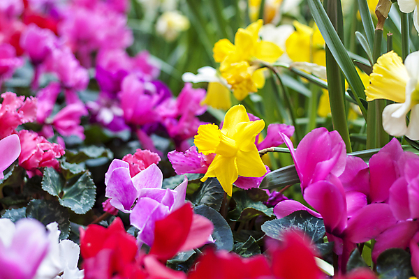 포토 JPG 해외이미지 꽃 분홍색 잎 사람없음 노란색 봄 화단 수선화 해외포토 식물 계절 컬러 파일형식 이미지허브