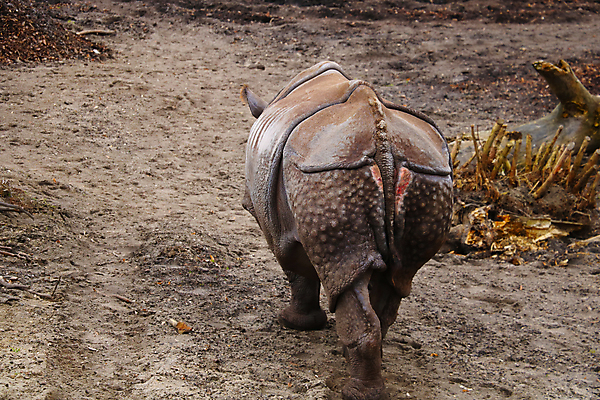 포토 JPG 해외이미지 동물 공원 야생동물 여행 2 포유류 아프리카 자연 조류 초식동물 뿔 동물원 종류 사람없음 걷기 검은색 사막 오픈 황무지 소 떨어짐 큼 사파리 피부 꼬리 멸종 코뿔소 내추럴 송아지 동물상 전국 해외포토 멸종위기종 공공시설 나라 새끼 컬러 컨셉 모션 신체부위 조형물 크기 생태계 파일형식 이미지허브