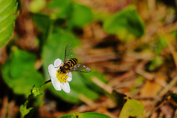 포토 JPG 해외이미지 식물 계절 열매 꽃잎 꽃 백그라운드 잎 꽃무늬 농업 과일 자연 딸기 사람없음 야외 초록색 빛 컬러풀 뷰티 노란색 정원 봄 성장 벚꽃 흰색 신선 개화 달콤 숲 허브 유기농 부드러움 내추럴 해외포토 웰빙 산업 컬러 무늬 감각 맛 생태계 파일형식 이미지허브