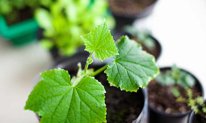 포토 JPG 해외이미지 식물 화초 잎 오이 사람없음 흙 원예 모종 해외포토 채소 취미 파일형식 이미지허브