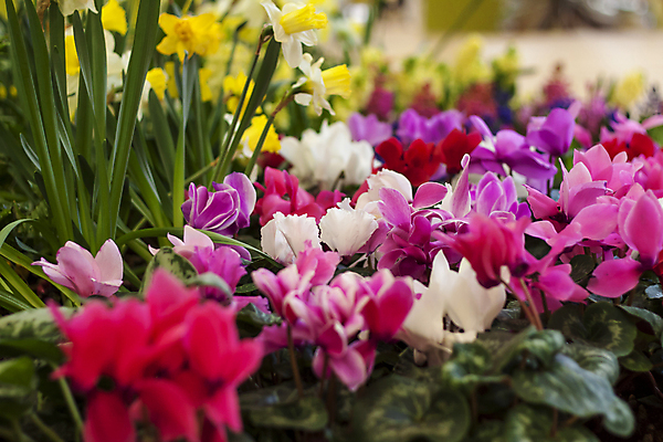 포토 JPG 해외이미지 꽃 분홍색 잎 사람없음 노란색 봄 화단 수선화 해외포토 식물 계절 컬러 파일형식 이미지허브