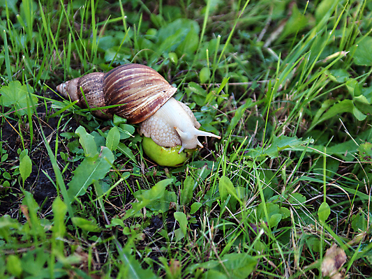 포토 JPG 해외이미지 식물 동물 계절 백그라운드 컨셉 잎 자연 연체동물 건강 사람없음 초록색 갈색 정원 껍질 액체 닫기 사과 유기농 느림 내추럴 민달팽이 해외포토 웰빙 컬러 과일 모션 무척추동물 생태계 파일형식 달팽이_동물 이미지허브