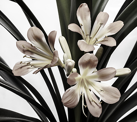 포토 JPG 해외이미지 식물 꽃잎 꽃 화분 줄기 분홍색 백그라운드 잎 자연 휴가 실내 사람없음 내부 장식 가로 초록색 컬러풀 뷰티 환경 봄 성장 흰색 개화 냄비 원예 내추럴 고립 온실 해외포토 계절 컬러 취미 솥 생태계 파일형식 이미지허브