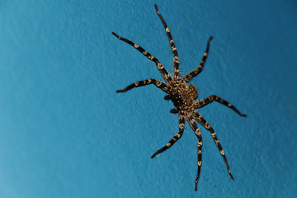 포토 JPG 해외이미지 동물 벽 백그라운드 컨셉 추상 주택 실내 사람없음 가로 파란색 갈색 검은색 사진촬영 할로윈 게 독약 플랫 8 큼 무서움 청록색 거미 토막 남아프리카 카피스페이스 오싹 해외포토 감정 컬러 곤충 무늬 아프리카 갑각류 내부 건물 숫자 촬영 공백 크기 파일형식 이미지허브