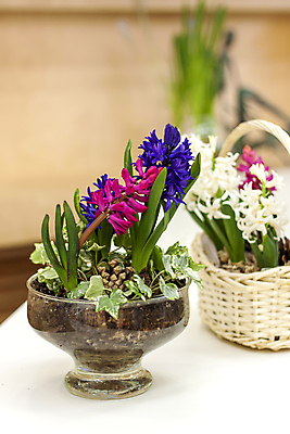 포토 JPG 해외이미지 화분 잎 유리 사람없음 아웃포커스 장식 솔방울 히아신스 해외포토 식물 꽃 재질 촬영기법 파일형식 이미지허브