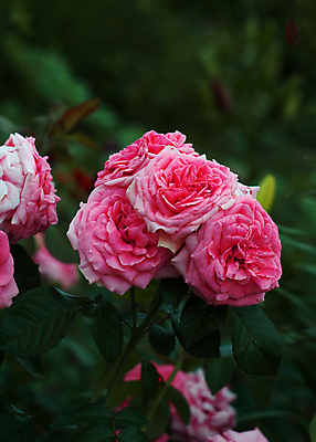포토 JPG 해외이미지 식물 계절 공원 꽃잎 꽃 줄기 분홍색 백그라운드 잎 꽃무늬 자연 선물 사랑 사람없음 야외 초록색 빛 뷰티 장미 정원 맑음 봄 벚꽃 신선 생일 개화 원예 냄새 화단 해외포토 공공시설 기념일 감정 컬러 무늬 날씨 취미 생태계 파일형식 이미지허브