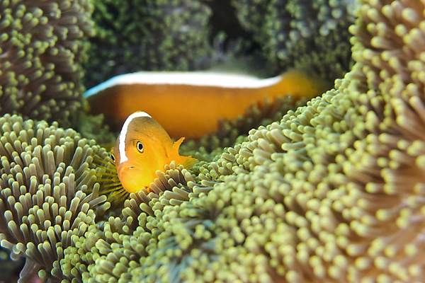 포토 JPG 해외이미지 동물 아시아 야생동물 바다 자연 어류 사람없음 컬러풀 뷰티 환경 바닷속 수중 다양 산호 잠수함 생태계 다이빙 생물학 인도네시아 지느러미 암초 깊이 동물상 생태학 해외포토 교육 나라 컬러 다수 조형물 수영 수중동물 자포동물 수중스포츠 파일형식 이미지허브