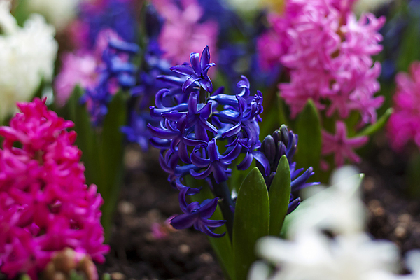 포토 JPG 해외이미지 꽃 분홍색 잎 근접촬영 사람없음 파란색 봄 히아신스 해외포토 식물 계절 뷰포인트 컬러 파일형식 이미지허브