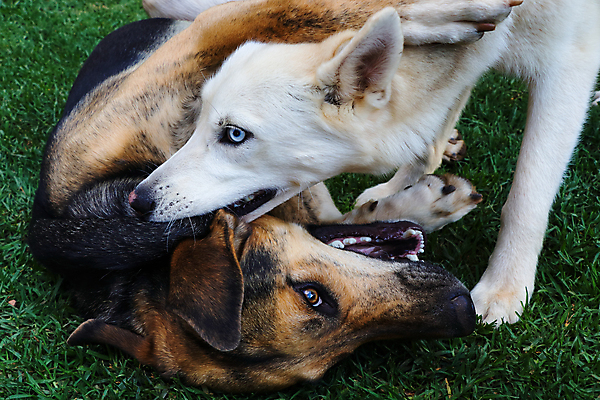 포토 JPG 해외이미지 동물 백그라운드 컨셉 포유류 가족 발 놀이 털 건강 잔디 사람없음 가로 초록색 파란색 갈색 사진촬영 경쟁 흰색 개 동료 싸움 토막 거만함 송곳니 기르기 남아프리카 섞기 시베리아 해외포토 식물 컬러 관계 모션 아프리카 신체부위 촬영 치아 돌봄 파일형식 이미지허브