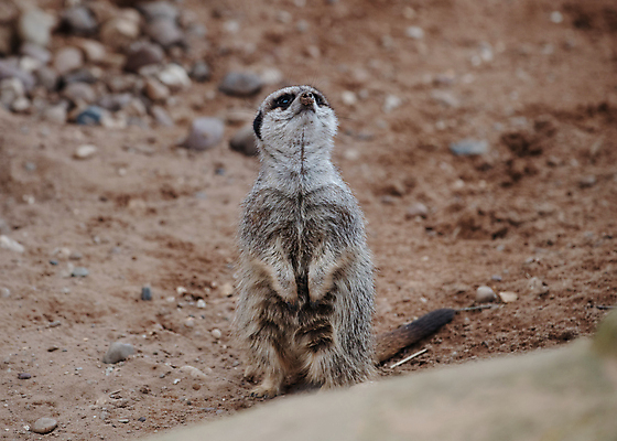 포토 JPG 해외이미지 동물 응시 야생동물 포유류 자연 털 동물원 서기 경비 사람없음 사막 작음 모피 남쪽 경보 미어캣 해외포토 시선 모션 안전 보호 크기 방향 생태계 파일형식 이미지허브