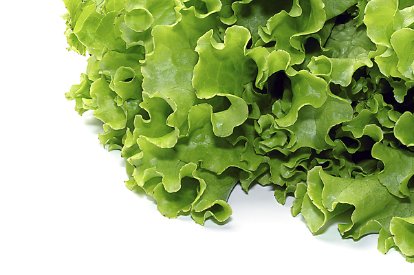 포토 JPG 해외이미지 식물 라이프스타일 음식 백그라운드 단풍 잎 패턴 농업 다이어트 채소 비즈니스 재료 자연 건강 사람없음 초록색 컬러풀 뷰티 농장 환경 주방 샐러드 흰색 신선 상추 먹기 오브젝트 흰배경 유기농 질감 생물학 날것 빙산 건강식 내추럴 고립 에스토니아 채식주의자 해외포토 웰빙 교육 유럽 산업 컬러 무늬 모션 생활 생태계 채식 파일형식 이미지허브