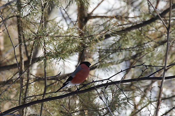 포토 JPG 해외이미지 나무 동물 남자 날개 자연 조류 사람없음 부리 해외포토 식물 사람 생태계 파일형식 이미지허브