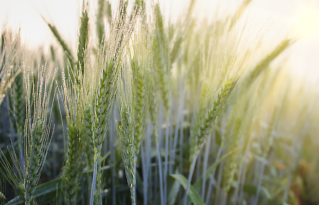 포토 JPG 해외이미지 식물 계절 빵 줄기 백그라운드 잎 밭 농업 자연 날씨 씨앗 사람없음 야외 초록색 물 농작물 햇빛 봄 수확 성장 물방울 시골 신선 떨어짐 소프트포커스 이슬 큼 낟알 시리얼 밀 빗자루 보리 장면 내추럴 해외포토 자연요소 산업 음식 컬러 컨셉 곡류 촬영기법 태양 크기 청소도구 생태계 파일형식 이미지허브