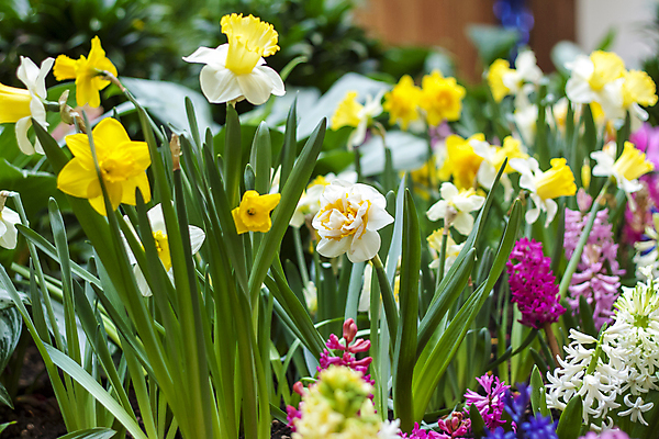 포토 JPG 해외이미지 줄기 잎 사람없음 노란색 봄 화단 수선화 히아신스 해외포토 식물 계절 꽃 컬러 파일형식 이미지허브