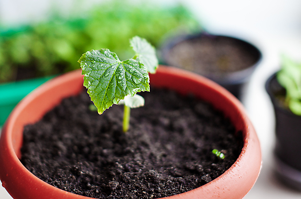 포토 JPG 해외이미지 식물 화초 잎 오이 사람없음 흙 원예 모종 해외포토 채소 취미 파일형식 이미지허브