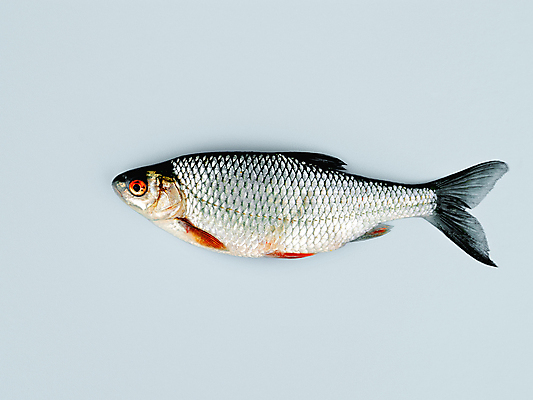 포토 JPG 해외이미지 전통 음식 백그라운드 패턴 재료 자연 벽지 탁자 표면 낚시 건강 어류 요리 사람없음 장식 가로 파란색 강 머리 우주 신선 잡기 맛 은색 질감 꼬리 날것 지느러미 내추럴 거짓말 고립 해외포토 컬러 가구 컨셉 무늬 모션 레저 신체부위 수중동물 생태계 파일형식 이미지허브