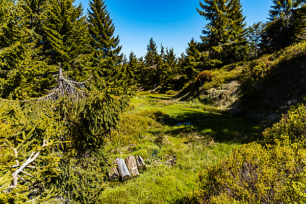 포토 JPG 해외이미지 나무 식물 공원 유럽 여행 자연 하늘 산 사람없음 야외 초록색 물 파란색 강 뷰티 환경 개울 숲 작음 폴란드 내추럴 해외포토 자연요소 공공시설 나라 컬러 크기 생태계 파일형식 이미지허브