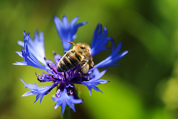 포토 JPG 해외이미지 식물 동물 꽃 곤충 백그라운드 자연 사람없음 야외 초록색 파란색 정원 벚꽃 개화 선택 소프트포커스 보케 꿀 동물상 수레국화 해외포토 컬러 컨셉 촬영기법 조형물 생태계 파일형식 이미지허브
