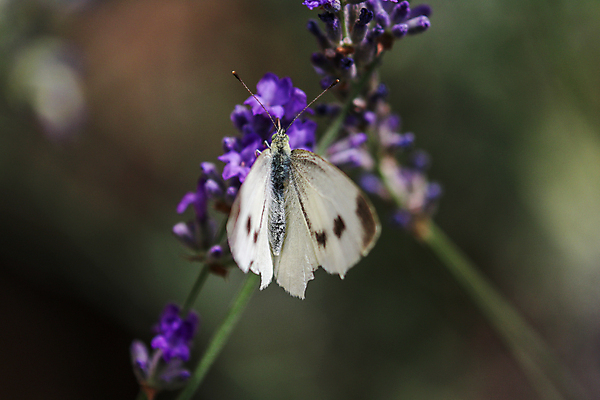 포토 JPG 해외이미지 식물 동물 꽃 나비 곤충 백그라운드 자연 사람없음 야외 초록색 파란색 정원 벚꽃 흰색 개화 선택 소프트포커스 양배추 보케 꿀 라벤더 동물상 해외포토 컬러 컨셉 채소 촬영기법 조형물 허브 생태계 파일형식 이미지허브