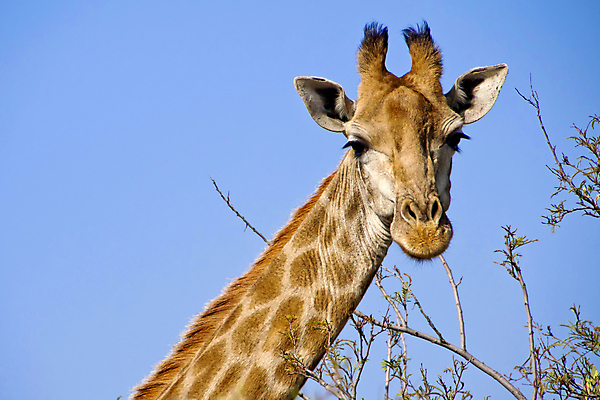 포토 JPG 해외이미지 동물 한마리 야생동물 여행 포유류 아프리카 자연 초식동물 국립공원 사람없음 야외 뷰티 환경 다양 세계여행 보호 숲 큼 기린 사파리 환경보전 생태계 생물학 목 서식지 동물상 보호구역 생태학 해외포토 1 공원 교육 나라 다수 컨셉 신체부위 세계 조형물 크기 사회이슈 구역 파일형식 이미지허브