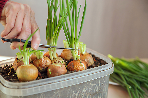 포토 JPG 해외이미지 손 음식 농업 채소 자연 양파 건강 사람없음 야외 초록색 농작물 상자 농장 봄 수확 성장 신선 잡기 닫기 유기농 원예 내추럴 땅바닥 밭일 숙성 옛날 세련 해외포토 웰빙 계절 산업 컬러 모션 바닥 취미 신체부위 생태계 파일형식 이미지허브