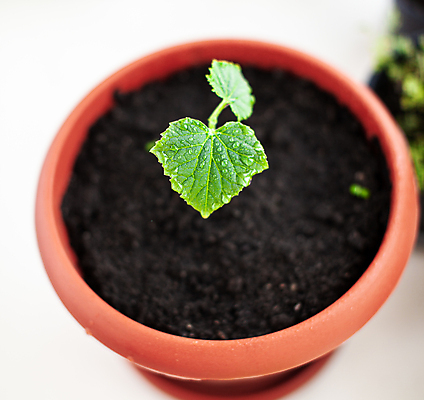 포토 JPG 해외이미지 식물 화초 잎 오이 사람없음 흙 원예 모종 해외포토 채소 취미 파일형식 이미지허브